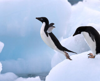 南极旅游疑问攻略,南极邮轮旅游最佳时间,南极
